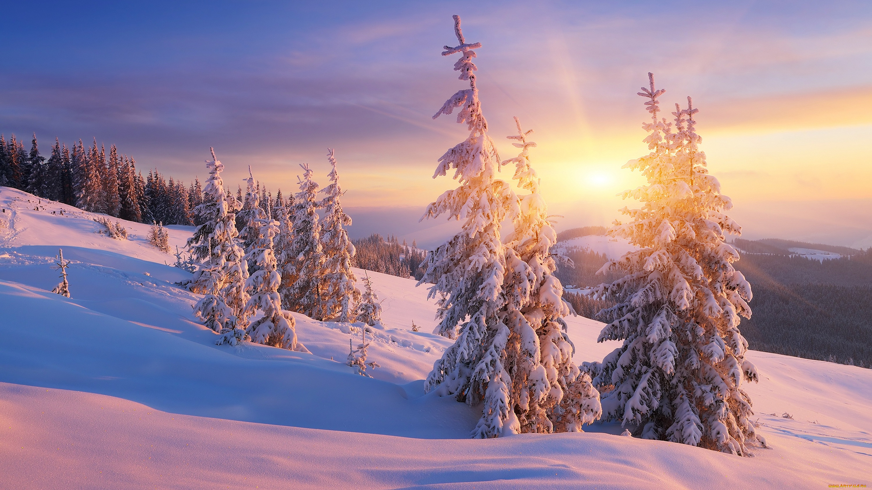 Красота ели. Зимний рассвет. Зимний Солнечный пейзаж. Закат в зимнем лесу. Красивая зима.